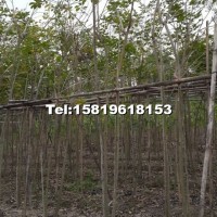 黃花風(fēng)鈴木