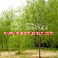 柳樹 垂柳 青皮柳