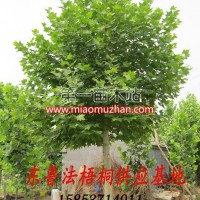造型速生法桐