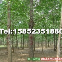 大規(guī)格銀杏樹(shù)