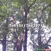 野生大規(guī)格樟樹