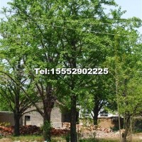 銀杏實(shí)生樹(shù)