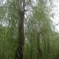 嫁接垂柳