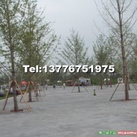 實(shí)生銀杏樹