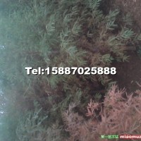 中山杉（水杉）