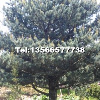 五針?biāo)?/></a>
<div><a href=