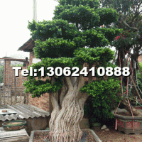 細(xì)葉榕造型樁頭