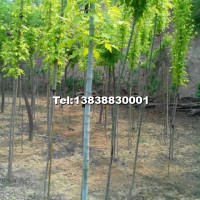 金葉復(fù)葉槭