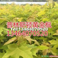 普林斯頓黃金楓小苗