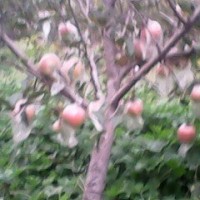 蘋(píng)果苗