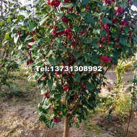 6公分八棱海棠樹