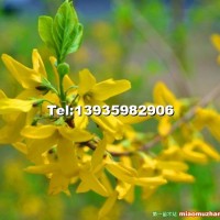 山西連翹苗價(jià)格