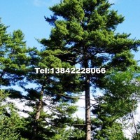 紅松大樹（有果)