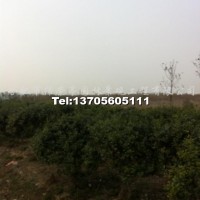 無刺構(gòu)骨球