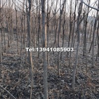 梓樹(shù)（梧桐）