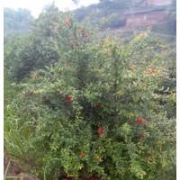 花石榴苗