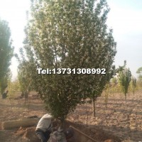 精品八棱海棠樹