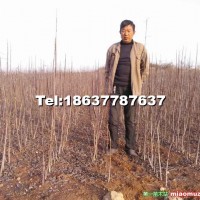 金葉復(fù)葉槭