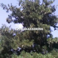 華山松（大樹）