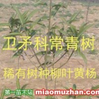 衛(wèi)矛科柳葉黃楊