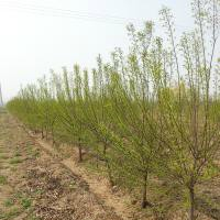 華北衛(wèi)矛球《絲綿木》