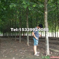 大規(guī)格法桐