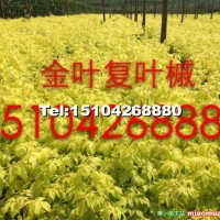 金葉復(fù)葉槭小苗