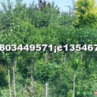 高接膠東衛(wèi)矛