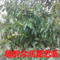 金色雨點(diǎn)海棠