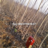 金葉復(fù)葉槭