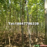 楊樹—小美旱楊