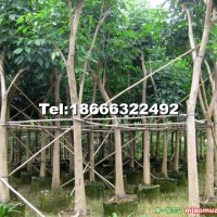 紅花風(fēng)鈴木