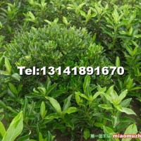 法國(guó)冬青