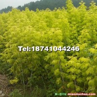金葉復(fù)葉槭實(shí)生苗