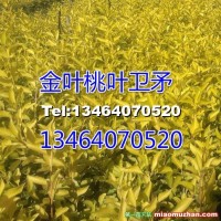 金葉衛(wèi)矛小苗