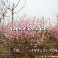 大墩叢生榆葉梅