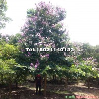 大葉紫薇苗木