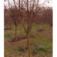 河南紫薇（百日紅）