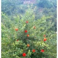 花石榴苗木