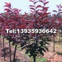 供應(yīng)紫葉李