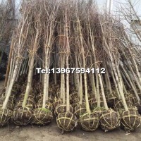 美國(guó)紅楓秋火焰