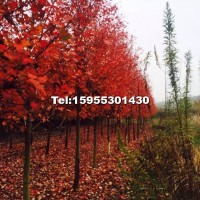 美國(guó)紅楓