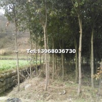 紅葉石楠獨(dú)桿