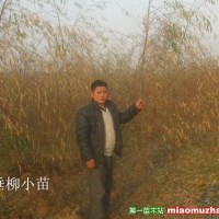 垂柳小苗
