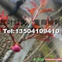 紅葉重瓣榆葉梅小苗