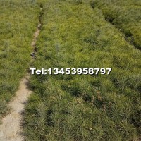 白皮松苗