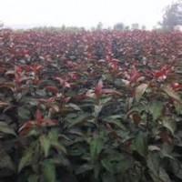 供應(yīng)北美海棠苗