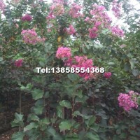 新品種玫紅紫薇