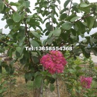 新品種玫紅紫薇