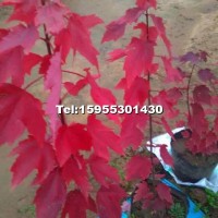 美國(guó)紅楓小苗